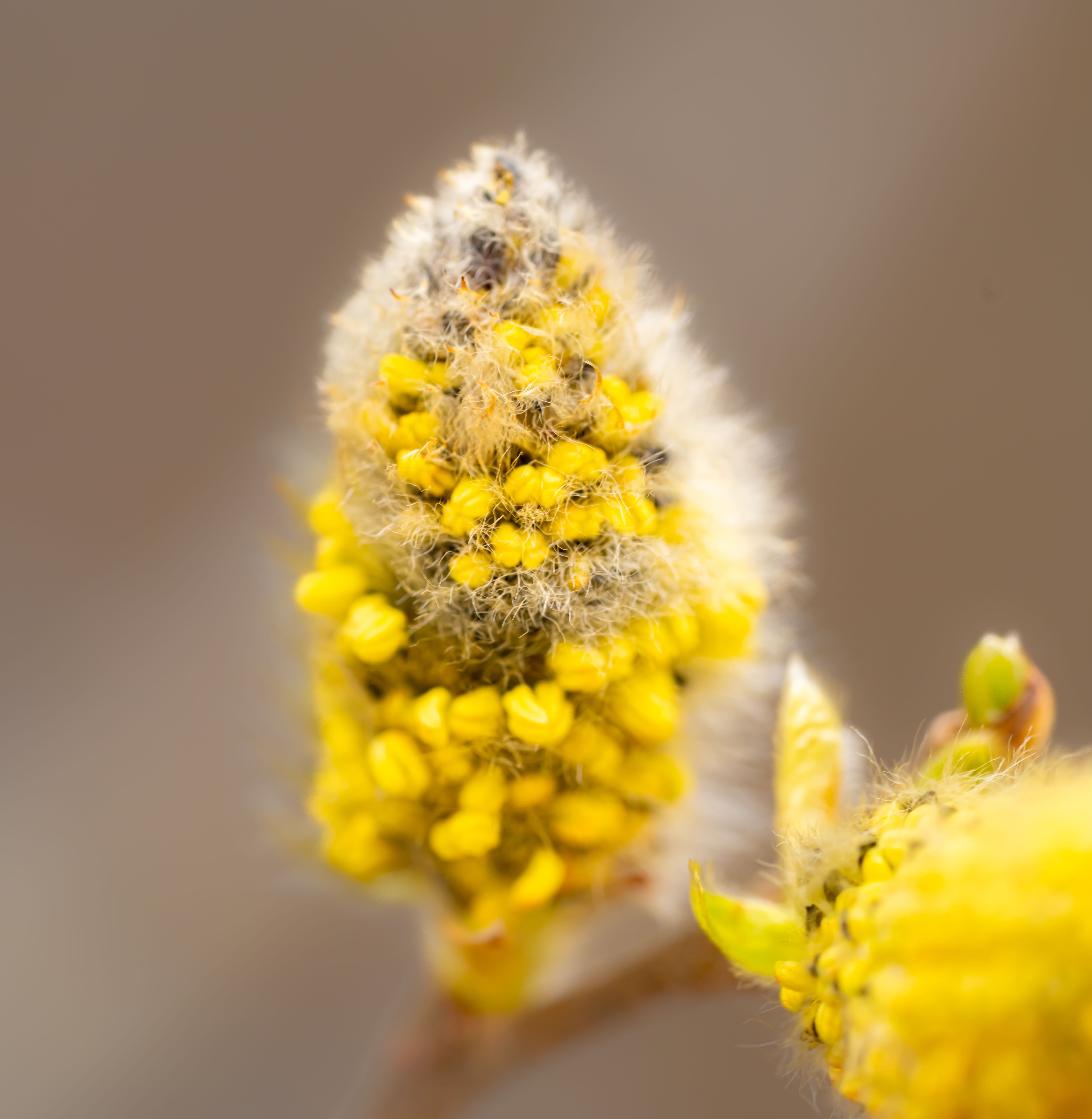 pexels-damir-21656626